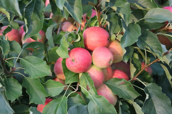 Quand les pommes sont-elles mûres récolte de pommes Lubera