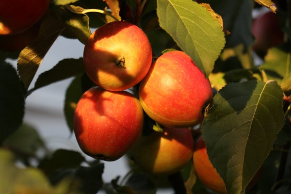 Quand les pommes sont-elles mûres récolte de pommes Lubera