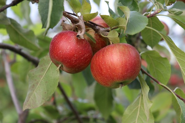 Quand les pommes sont-elles mûres récolte de pommes Lubera