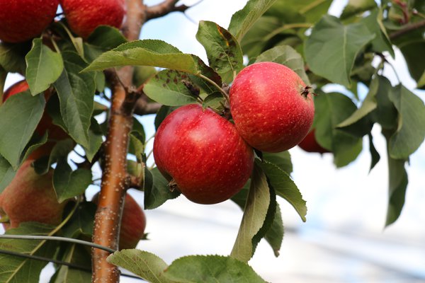 Quand les pommes sont-elles mûres récolte de pommes Lubera