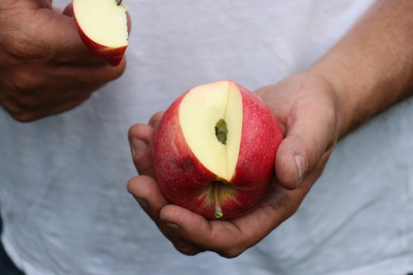 Quand les pommes sont-elles mûres récolte de pommes Lubera