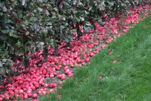 Quand les pommes sont-elles mûres récolte de pommes Lubera