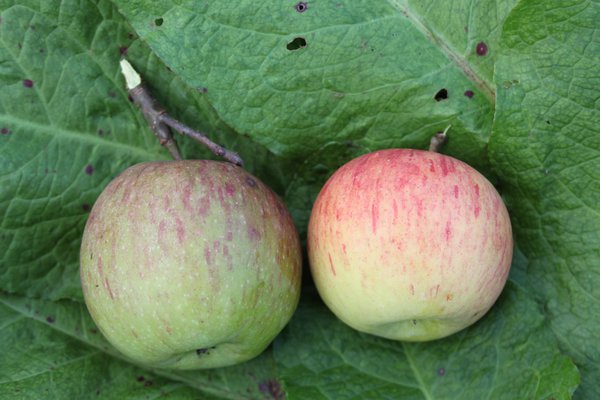 Quand les pommes sont-elles mûres récolte de pommes Lubera