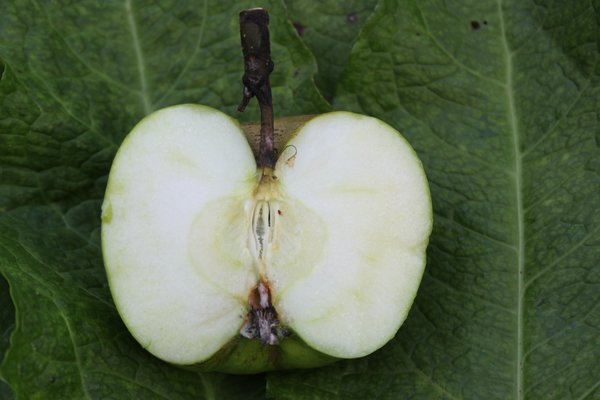 Quand les pommes sont-elles mûres ?