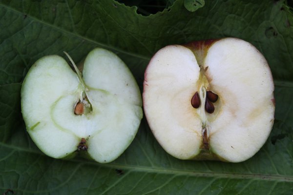 Quand les pommes sont-elles mûres ?