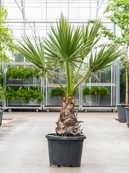 Washingtonia filifera, Stamm, im 45cm Topf, H�he 170cm, Breite 65cm