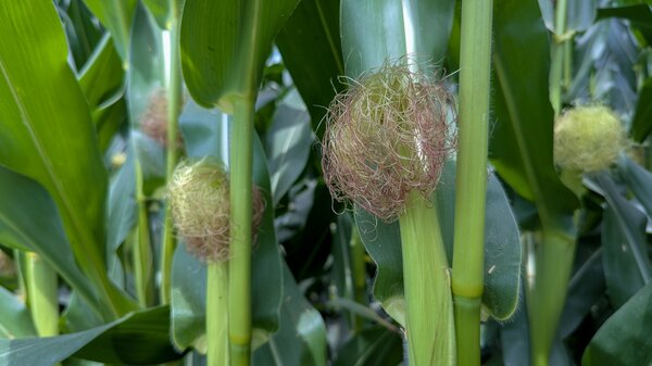 Fleur femelle de ma&iuml;s, Zea mays