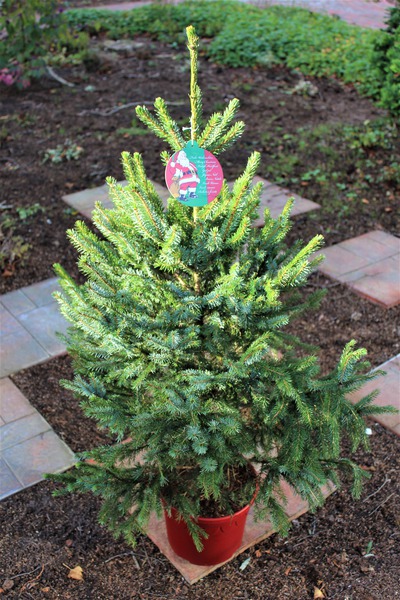 Weihnachtliche Serbische Zwergfichte im roten Deko-Topf