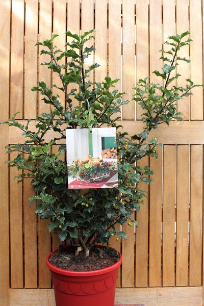 Weihnachtliche Stechpalme 'Blue Princess'� im roten Dekotopf