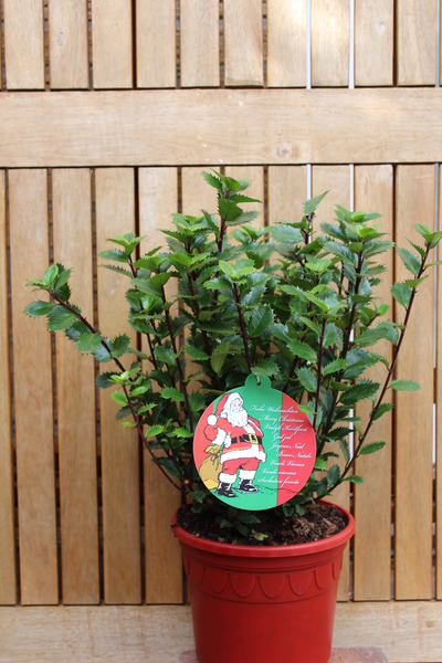 Weihnachtliche Stechpalme 'Little Pirate'� im roten Dekotopf