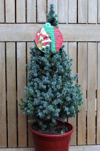 Weihnachtliche kleine Blau-Fichte 'Blue Wonder' -S- im roten Deko-Topf