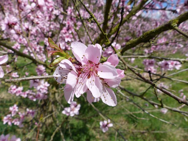 Fleur du pêcher de vigne