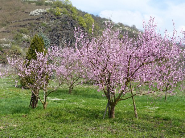 Pêcher de vigne