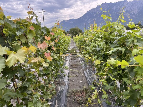 Vignes, Vitis vinifera, s&eacute;cheresse 2026