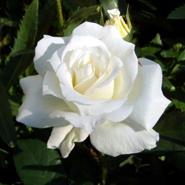 Rose 'White Symphonie'�