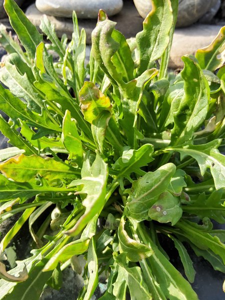 Wilde Rauke Grazia Diplotaxis tenuifolia