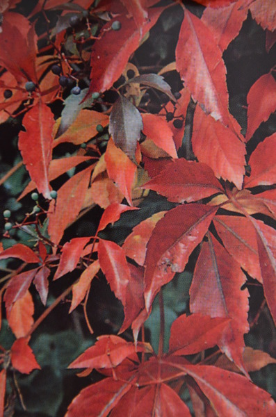 Wilder Wein 'Engelmannii'