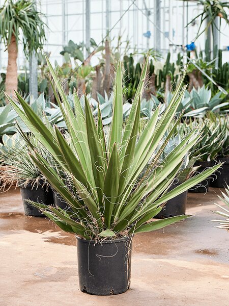 Yucca carnerosana, Stamm, im 27cm Topf, H�he 100cm, Breite 70cm
