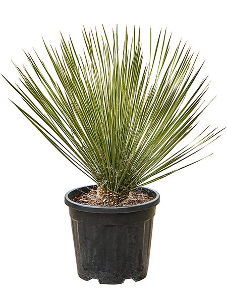 Yucca elata, Stamm, im 31cm Topf, H�he 80cm, Breite 55cm