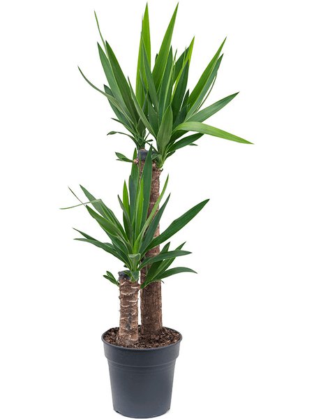 Yucca elephantipes, 60-30, im 21cm Topf, H�he 95cm, Breite 45cm