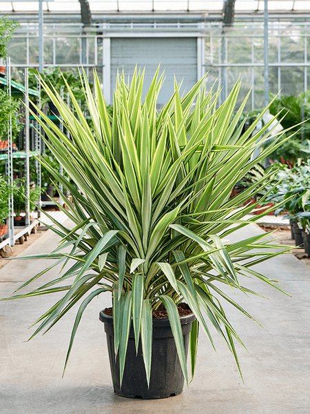 Yucca elephantipes 'Jewel' (120-140), Tuff, im 40cm Topf, H�he 130cm, Breite 75cm