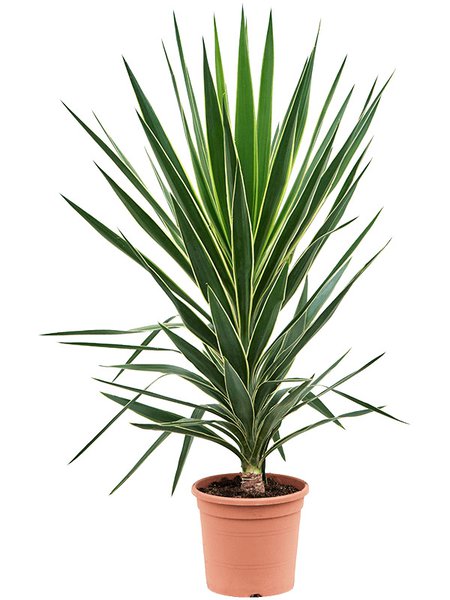 Yucca elephantipes 'Puck', Stamm, im 27cm Topf, H�he 120cm, Breite 60cm