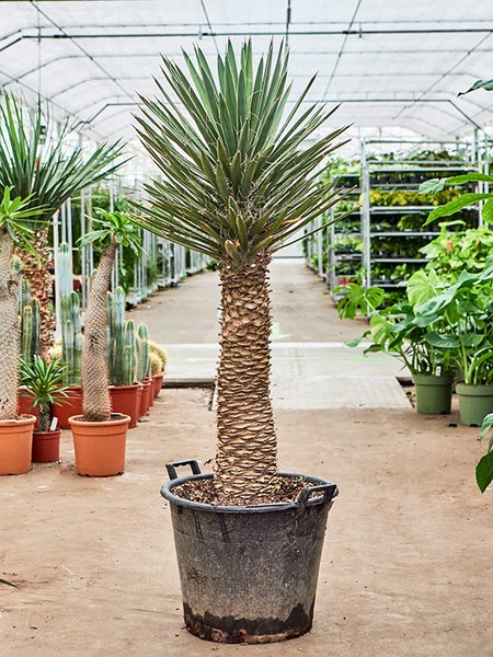 Yucca filifera, Stamm, im 50cm Topf, H�he 160cm, Breite 60cm