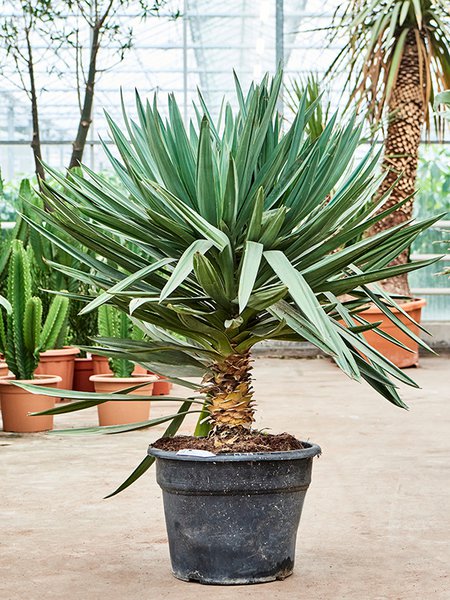 Yucca gloriosa 'Lone Star', Stamm, im 48cm Topf, H�he 140cm, Breite 110cm