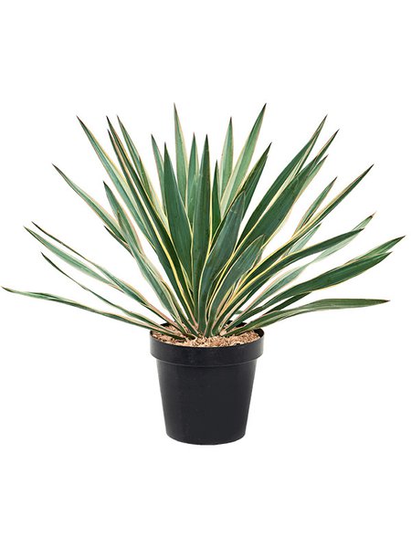 Yucca gloriosa 'Variegata', Busch, im 23cm Topf, H�he 65cm, Breite 60cm