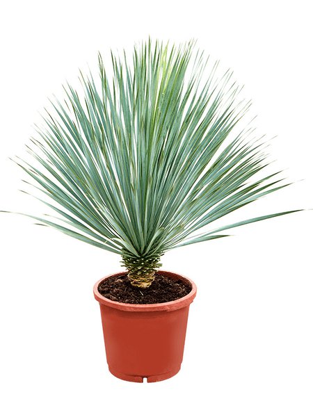 Yucca rostrata (100-110), Stamm (10-20), im 33cm Topf, H�he 105cm, Breite 80cm