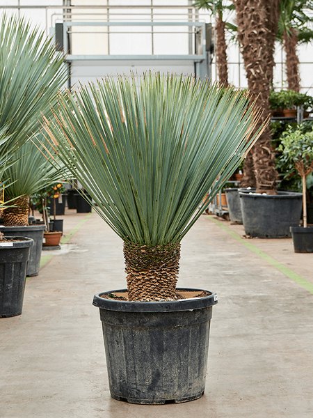 Yucca rostrata (120-140), Stamm 20-30, im 50cm Topf, H�he 130cm, Breite 120cm