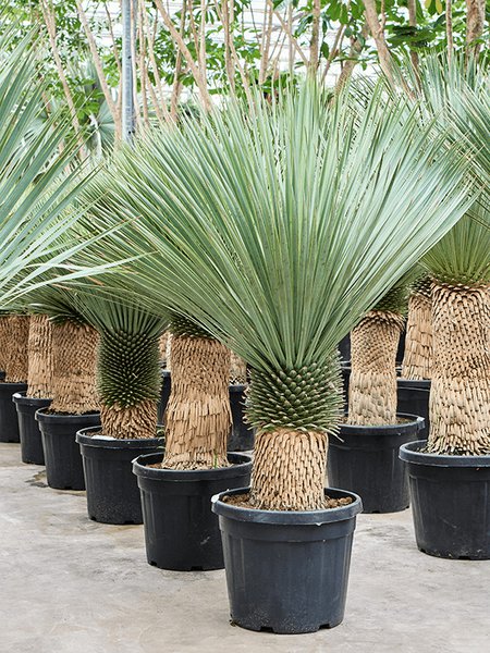 Yucca rostrata (150-180), Stamm (40-60), im 45cm Topf, H�he 165cm, Breite 110cm