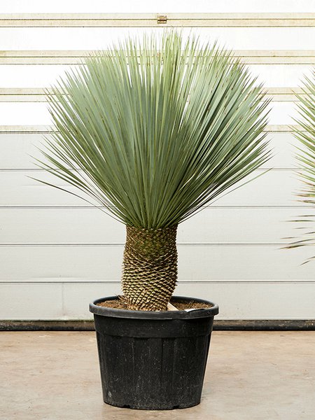 Yucca rostrata (160-170), Stamm 40-50, im 60cm Topf, H�he 165cm, Breite 120cm