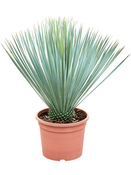 Yucca rostrata (60-70), Stamm, im 28cm Topf, H�he 65cm, Breite 50cm