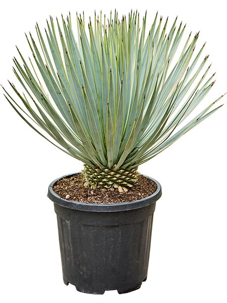 Yucca thompsoniana, Stamm, im 31cm Topf, H�he 75cm, Breite 50cm