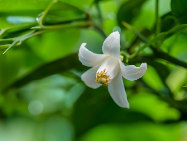 Fleur de yuzu Citrus junos