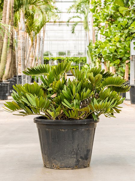 Zamia furfuracea, Busch, im 50cm Topf, H�he 90cm, Breite 110cm