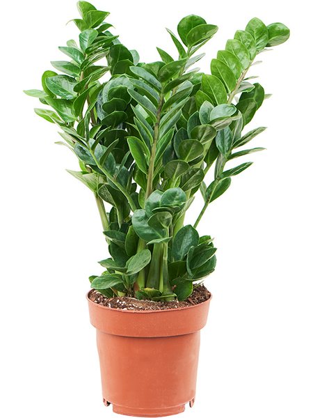 Zamioculcas zamiifolia 'Midori', Tuff, im 19cm Topf, H�he 65cm, Breite 35cm