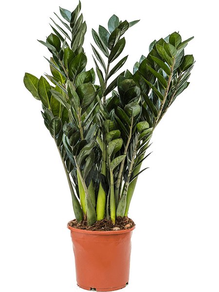 Zamioculcas zamiifolia 'Super Nova', Tuff, im 17cm Topf, H�he 50cm, Breite 35cm