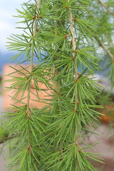 Cedrus deodara Pendula