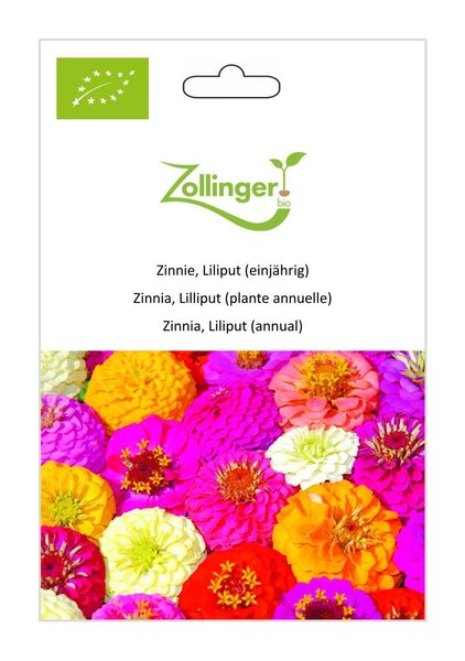 Zinnie, Liliput (einj�hrig)