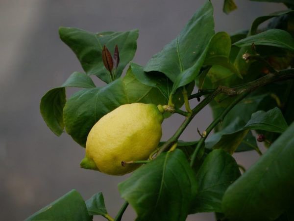 Le citronnier ne fleurit pas