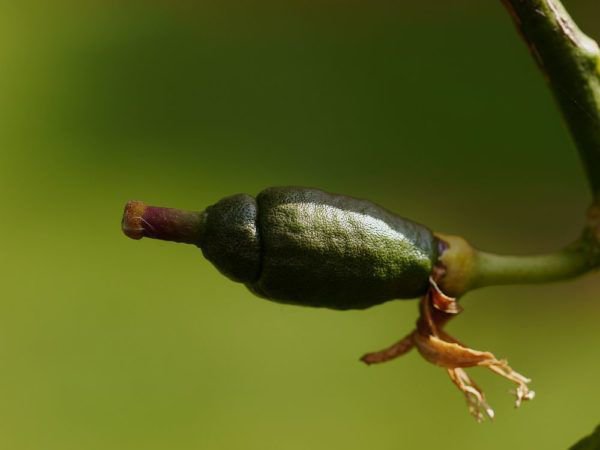 Récolte des citrons