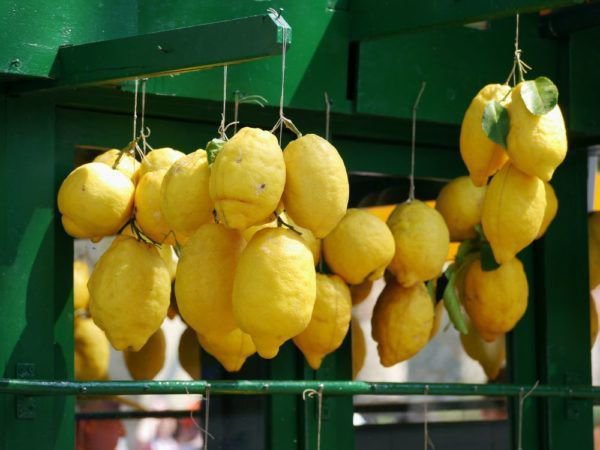 Récolte des citrons