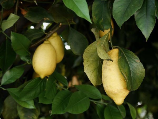 Une terre adéquate est la condition préalable pour obtenir des citrons juteux