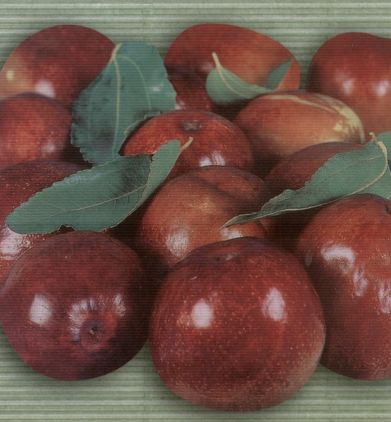 Ziziphus LuLi�