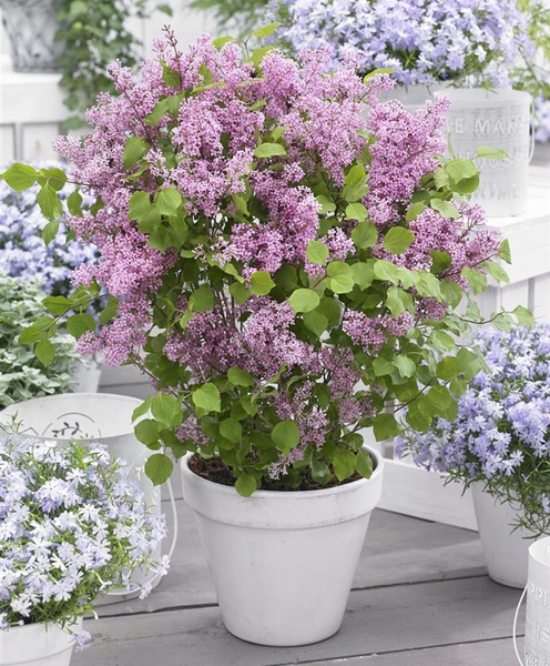 pinker bl�hender Zwergfliederbusch