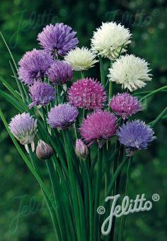 Allium schoenoprasum 'Mixed-one', Zierschnittlauch