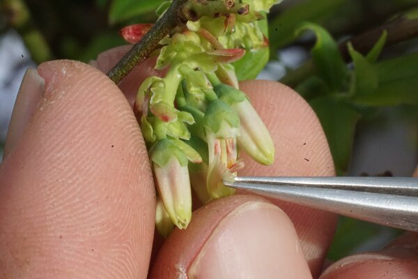 Croiser des myrtilliers