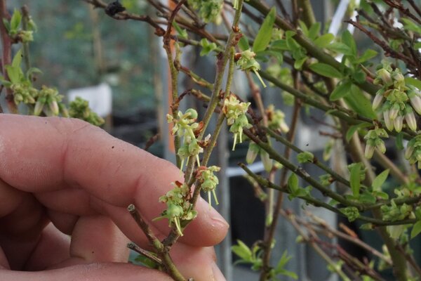 Croiser des myrtilliers